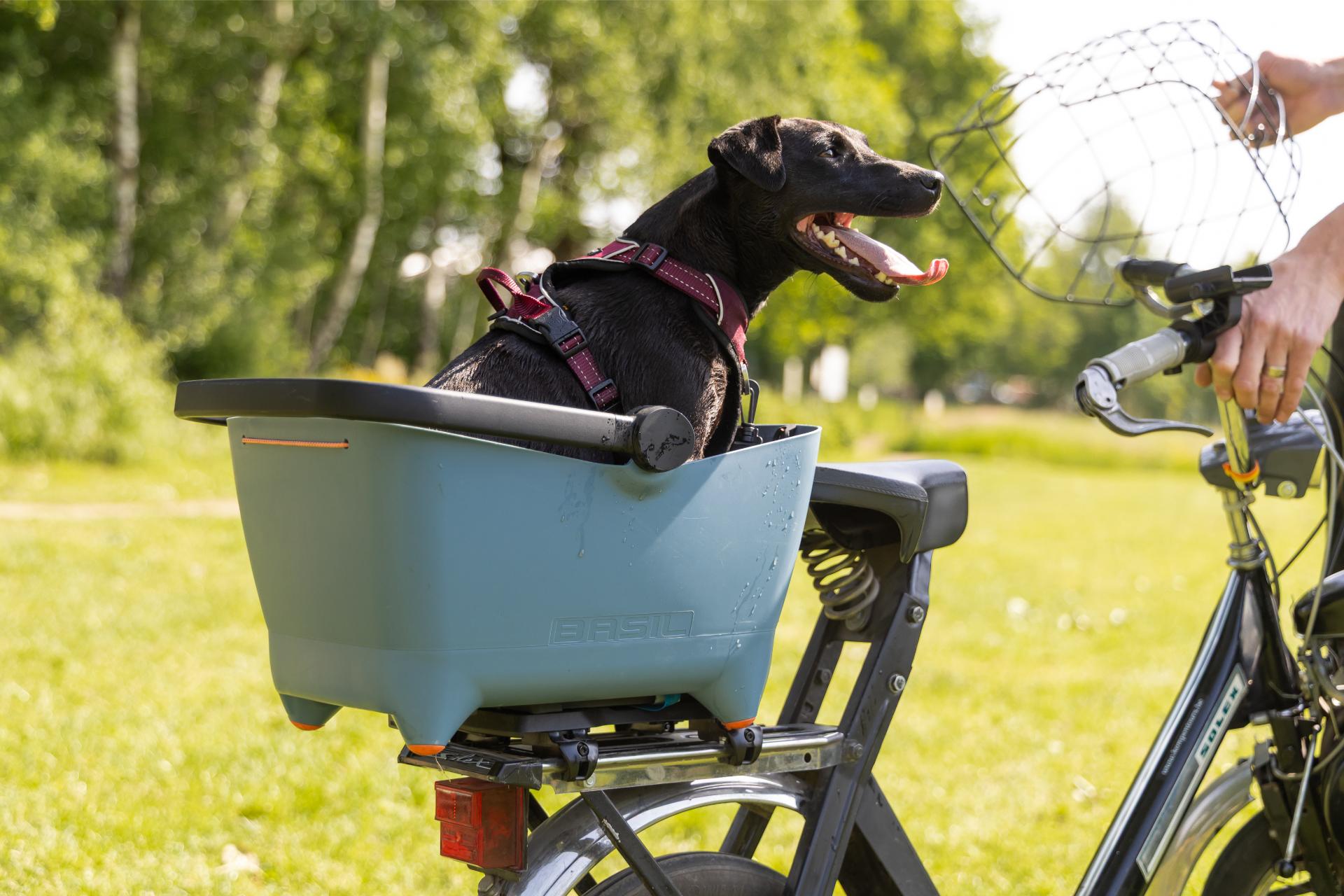 Hond Rijd Mee Op Solex